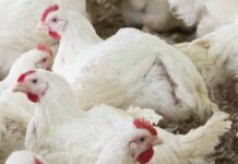 Understanding the woody breast syndrome and other myopathies in modern broiler chickens