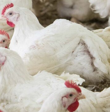 First European detection of H9N2 clade G5.5 reported in Hungarian broiler farms