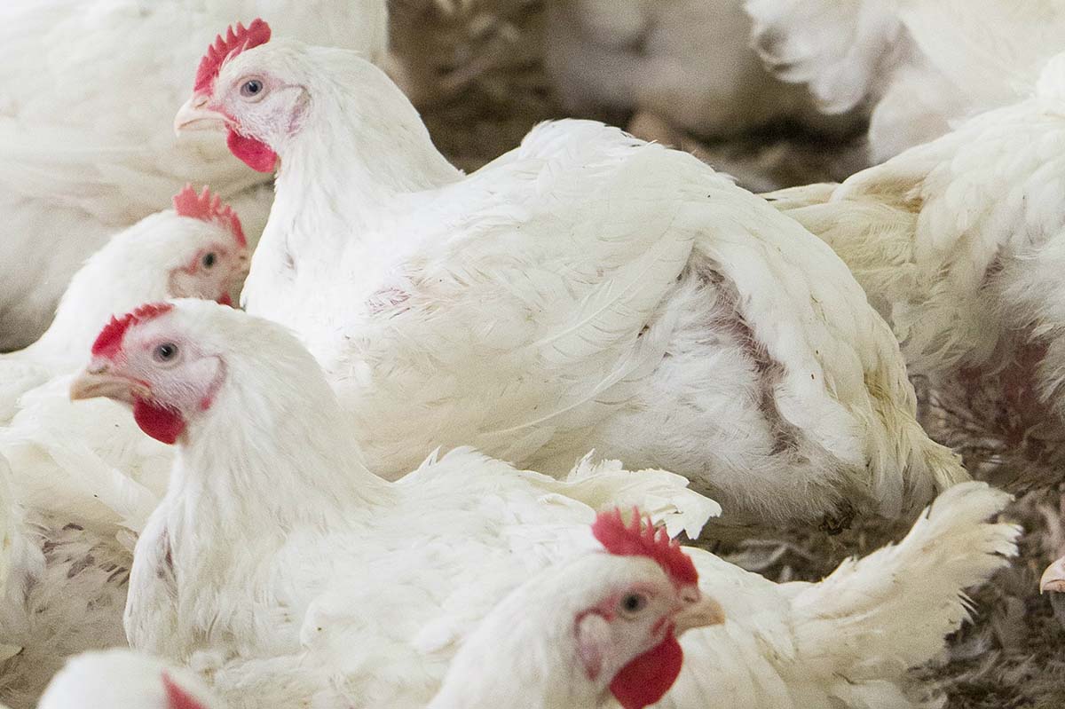 Understanding the woody breast syndrome and other myopathies in modern broiler chickens