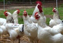 New approach to transfers beneficial genes between breeds