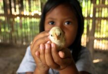 The forgotten world: the egg industry in the least developed countries