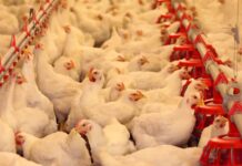 The importance of feeding time observation