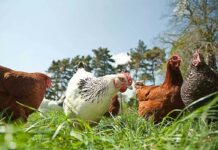 Key global health issues in cage-free and organic laying hens