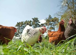 UK government unveils major animal welfare reforms with implications for poultry sector