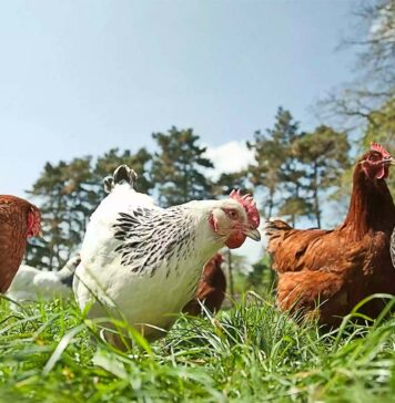 EU organic deal would extend poultry feed derogation to 2036