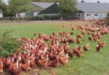 Consequences of outdoor ranging on external and inter-nal health parameters of hens from different rearing enri-chments