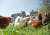 UK government unveils major animal welfare reforms with implications for poultry sector