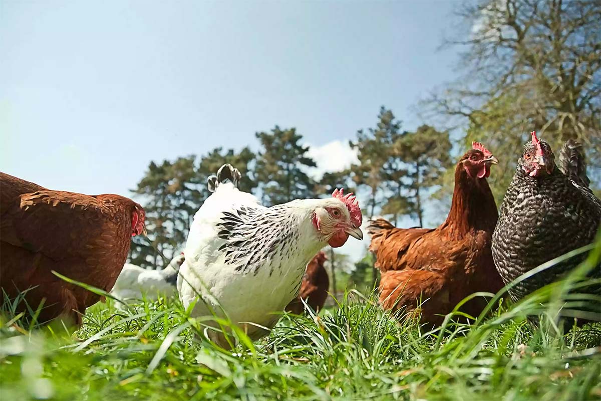 Key global health issues in cage-free and organic laying hens