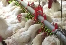 AGRIVOL chooses Breedaza