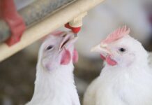 Lactobacillus acidophilus D2/CSL (CECT4529): 35 years of Italian research (1985-2020)