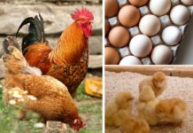 MOU signed to support growth in global egg and poultry industries