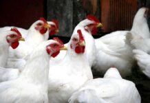 Considerations for effective vermin control