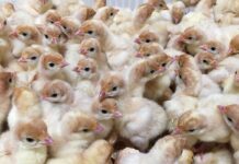The specific requirements and sensitivities of turkey egg incubation
