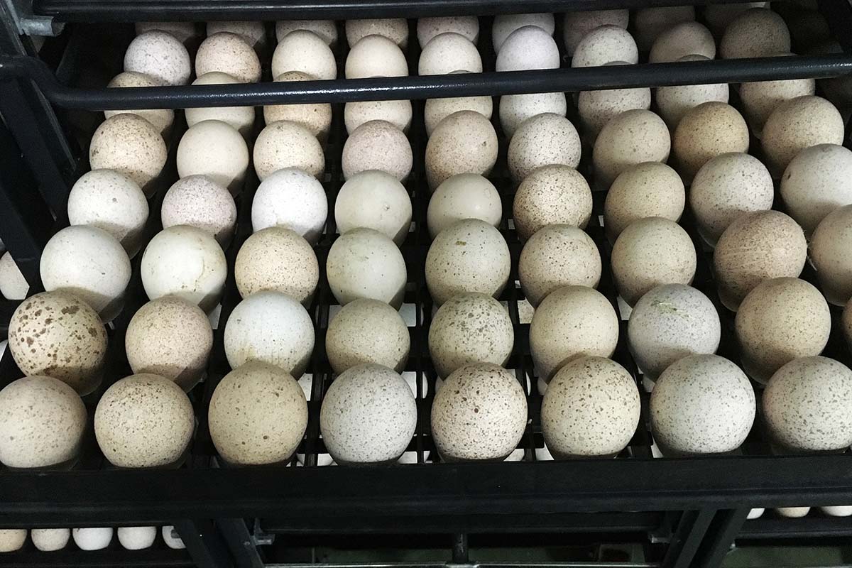 Купить инкубационное яйцо в волгограде. Инкубация яиц индейки. Индюшиные яйца. Инкубационные яйца в газеле. Охлаждение индюшиного яйца.