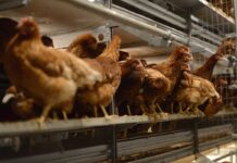Officine Facco and University of Padua together for the welfare of hens