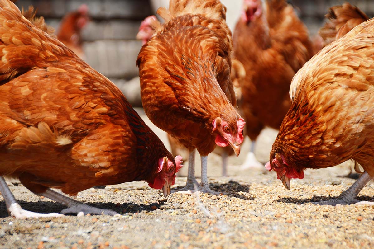 Nutritional additive strengthens bones in layer hens