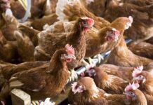 Belgium orders poultry indoors as bird flu resurgence sweeps across Europe and beyond