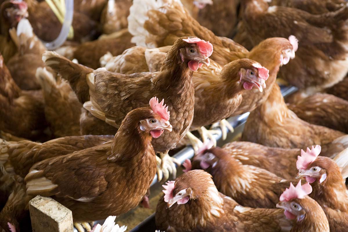 Improved fly control on poultry facilities with microbial products