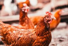 “End of Cage Age” initiative