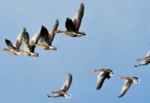 Avian Influenza in poultry and water fowl in Vleuten