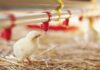 Water disinfection in poultry farms: a low-cost practice with high impact
