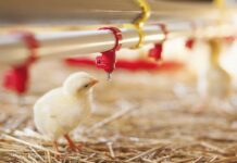 Water quality critical to broiler performance