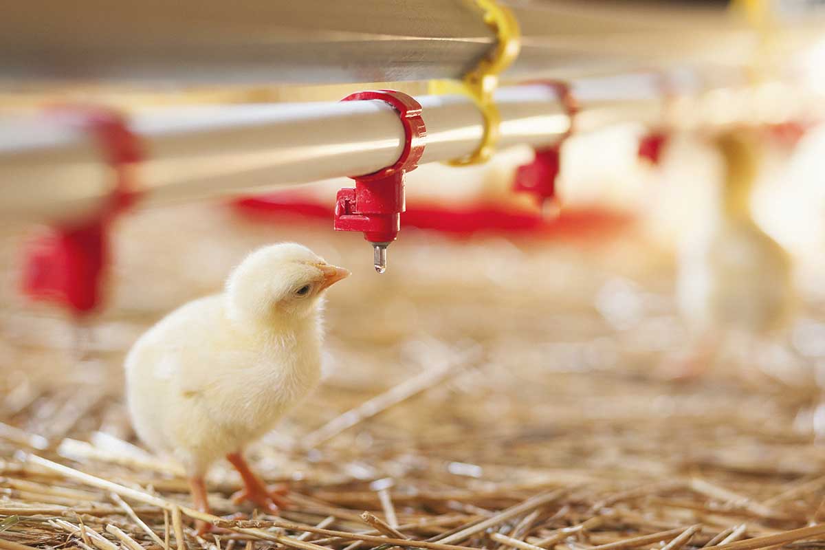 Water quality critical to broiler performance