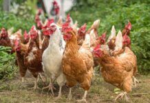 Management of ectoparasites in cage-free housing systems
