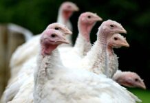 Effect of graded levels of supplementary phytase in diets with and without rapeseed meal on energy utilisation, nutrient availability and phytate degradation in young turkeys