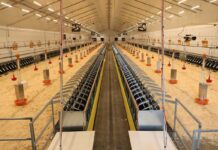 Challenges and opportunities in establishing a new turkey parent stock operation in a remote location