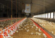 Bugs have no boundaries: antimicrobial resistance challenges of Australian poultry
