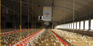 Bugs have no boundaries: antimicrobial resistance challenges of Australian poultry