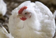 Maternal stress, the potential impact on broiler breeders and subsequent chick development