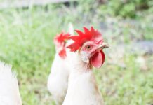 Poultry study points to genes linked to food bug