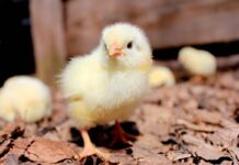 A review of novel biological alternatives to antibiotic therapies in poultry