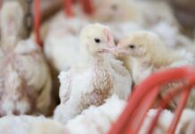 Bird flu: efsa assesses risks from u.s. outbreaks and potential spread to Europe