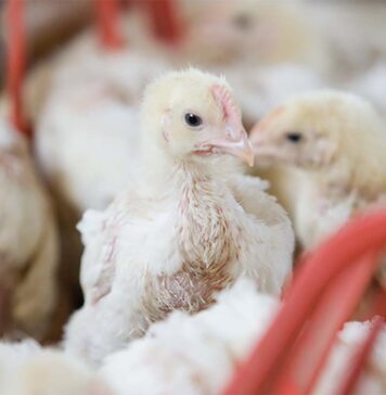 Australia’s Victoria lifts poultry housing restrictions amid ongoing H5N1 risk