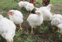 Artificial structures mitigate simulated adverse pop-hole conditions