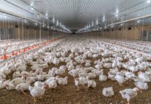 EU Poultry Market in 2024: Production Rebound, Stable Imports, and Export Growth Amid Ongoing AI Challenges