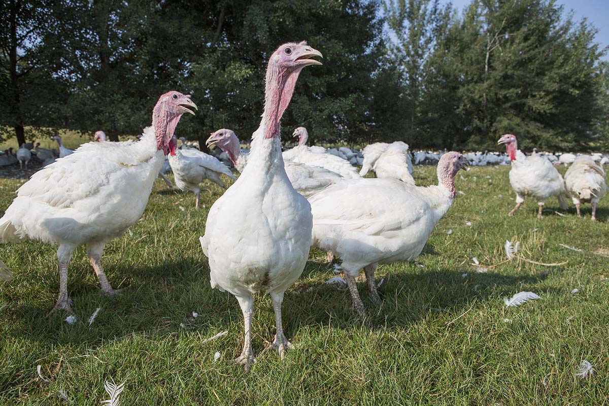 Protozoal management in turkeys