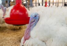 Water quality guidelines for turkeys