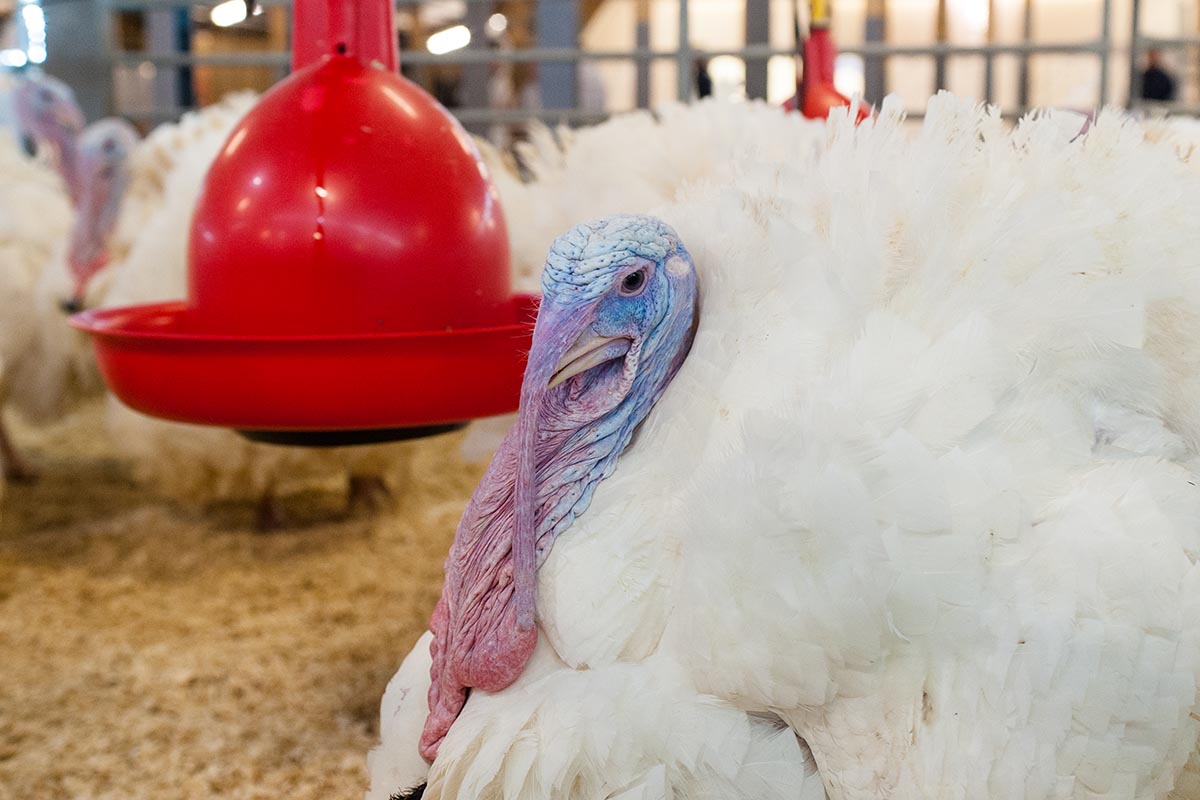 Water quality guidelines for turkeys