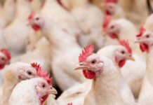 Enumeration of Ascaridia Galli eggs in chicken excreta