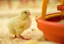 The European Poultry Meat Sector commits to develop a Sustainability Charter