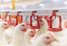 The benefits of nipple drinker catch trays