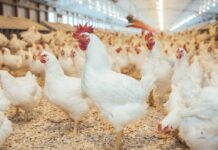 Using data to solve problems in broiler breeder male management