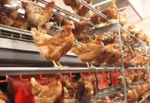 Perches: environmental enrichment or mechanical challenge?