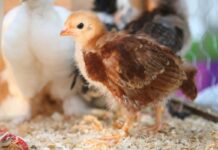 Layer nutrition associated with different production systems