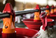 The optimal solution for any poultry feeding need