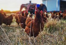 Hy-Line International offers exclusive benchmarking program